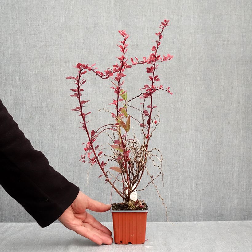 Esimerkki syksyllä toimitetusta Japaninhappomarja Hoho 1 Flamingo 8/9 cm taimiruukku-taimesta