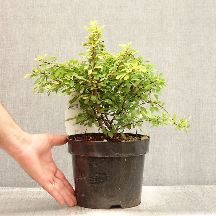 Esimerkki kesällä toimitetusta Japaninhappomarja Golden Carpet Pot de 3L/4L-taimesta