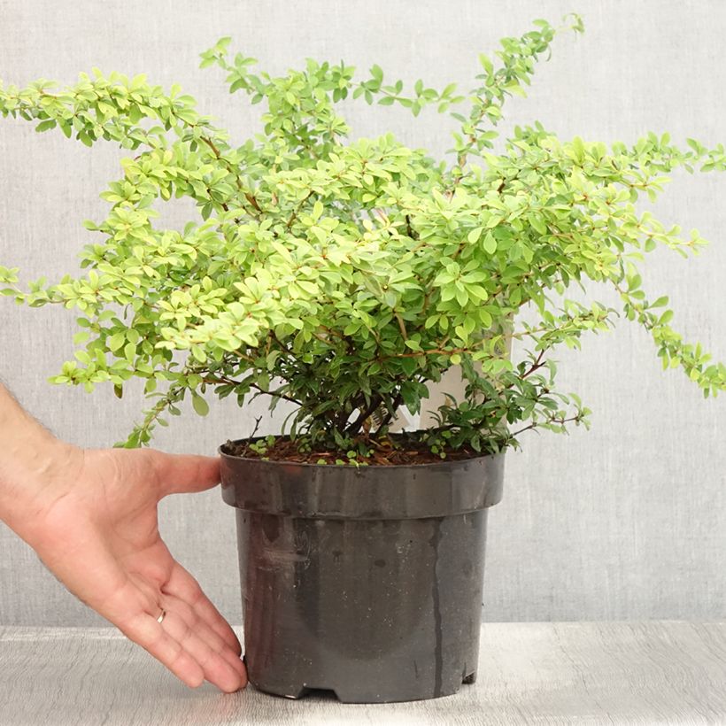 Esimerkki kesällä toimitetusta Japaninhappomarja Golden Dream Pot de 2L/3L-taimesta