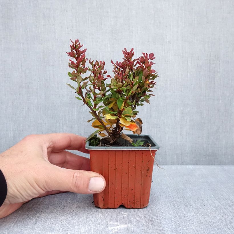 Esimerkki syksyllä toimitetusta Japaninhappomarja Golden Ruby 8/9 cm taimiruukku-taimesta