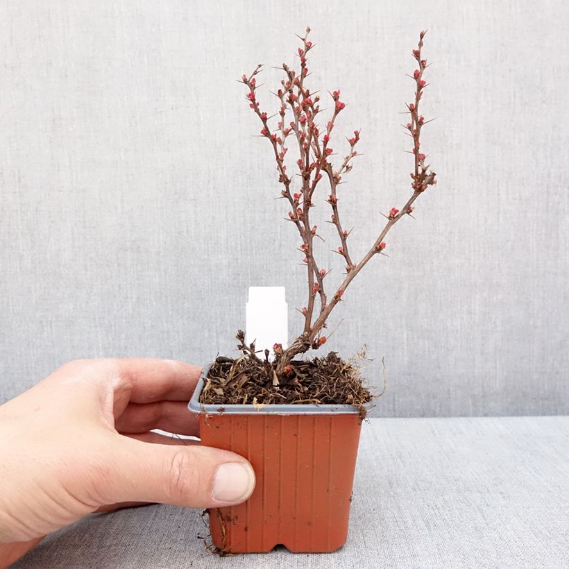 Esimerkki talvella toimitetusta Japaninhappomarja Golden Ruby 8/9 cm taimiruukku-taimesta