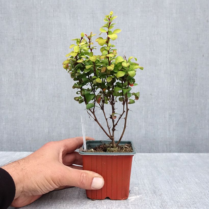 Esimerkki syksyllä toimitetusta Japaninhappomarja Torchd'Or' Golden Torch 8/9 cm taimiruukku-taimesta
