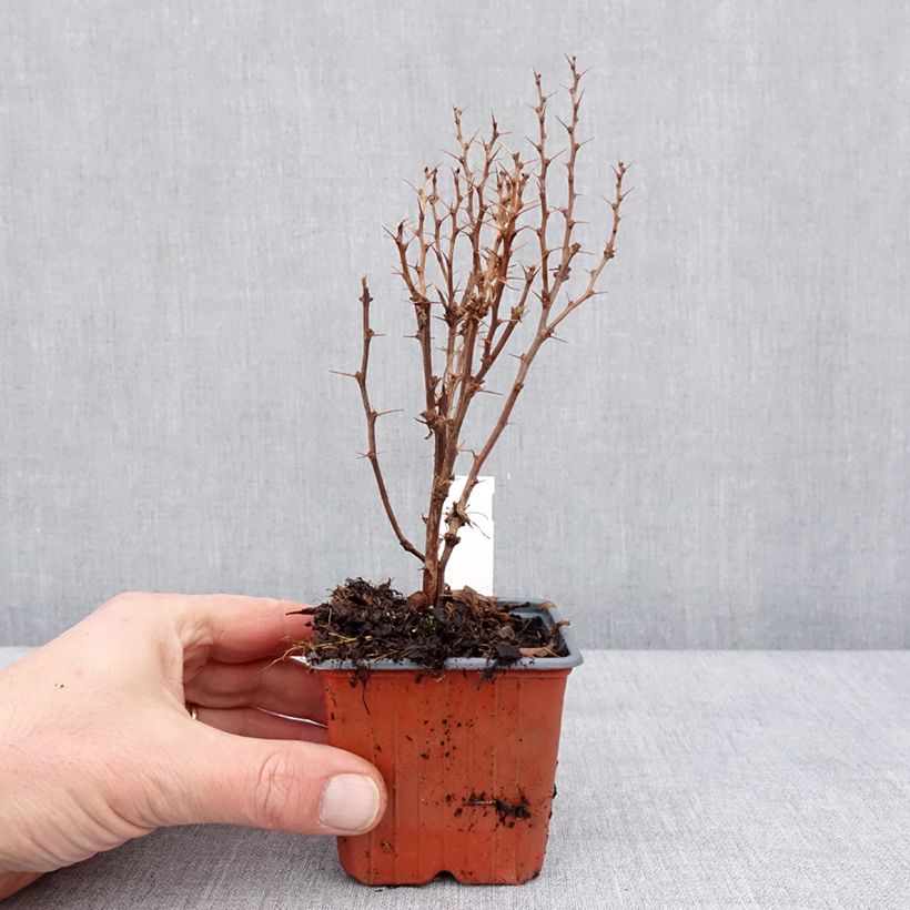 Esimerkki talvella toimitetusta Japaninhappomarja Torchd'Or' Golden Torch 8/9 cm taimiruukku-taimesta
