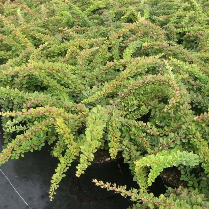 Japaninhappomarja Green Carpet (Kasvutapa)