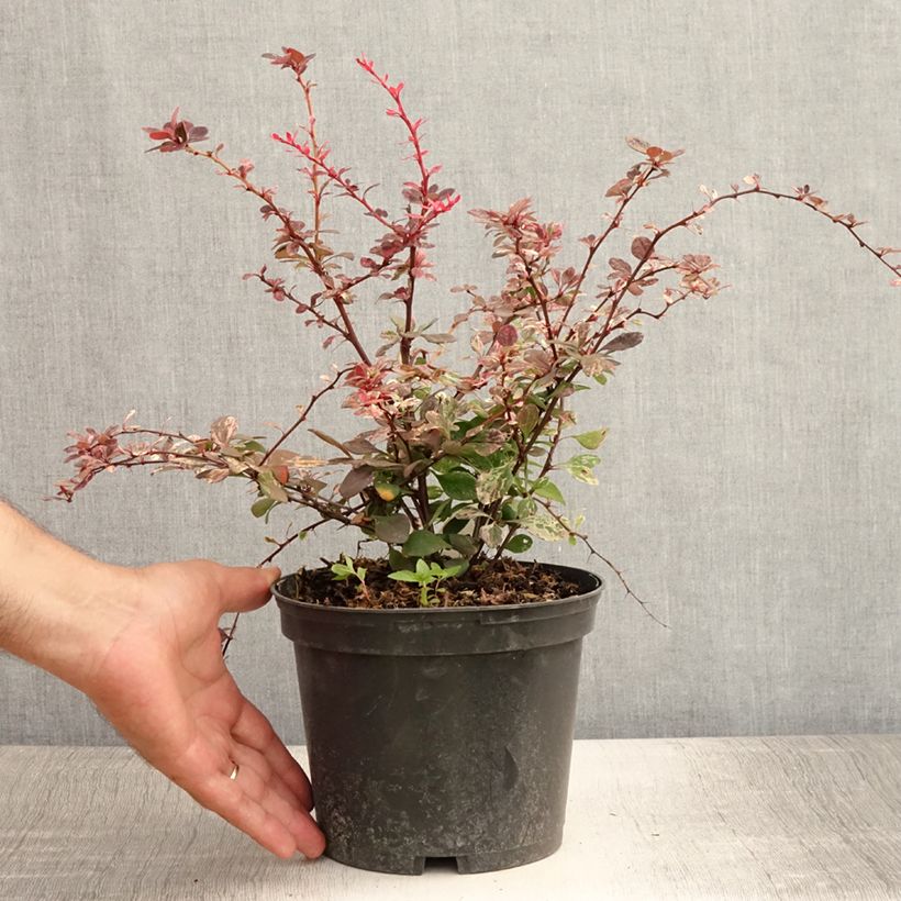 Esimerkki kesällä toimitetusta Japaninhappomarja Harlequin Ruukku 2L / 3L-taimesta