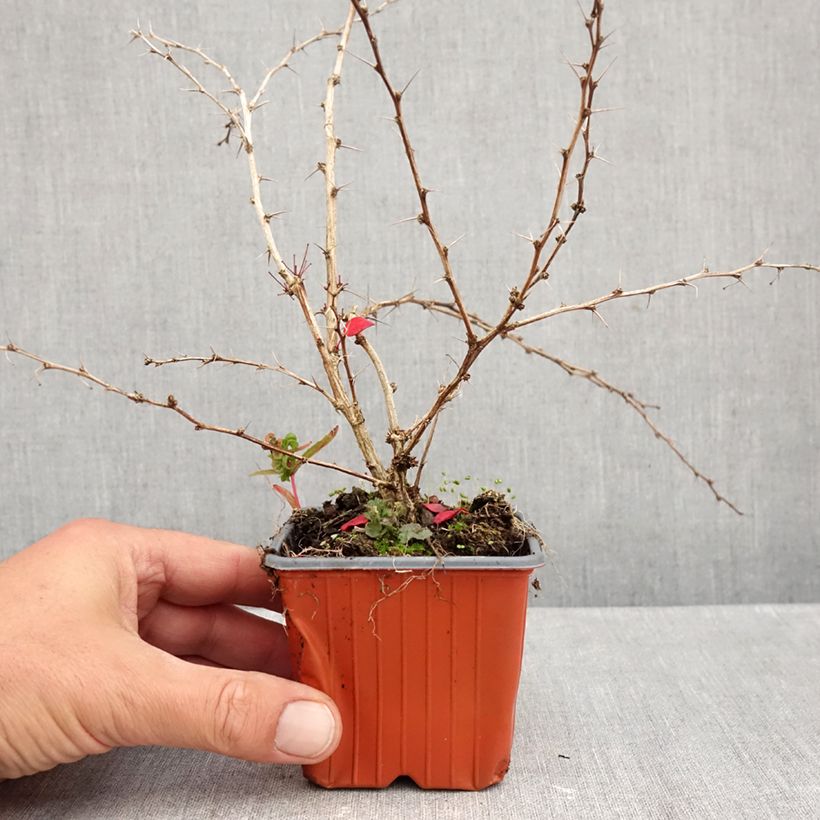 Esimerkki syksyllä toimitetusta Japaninhappomarja Kelleriis 8/9 cm taimiruukku-taimesta