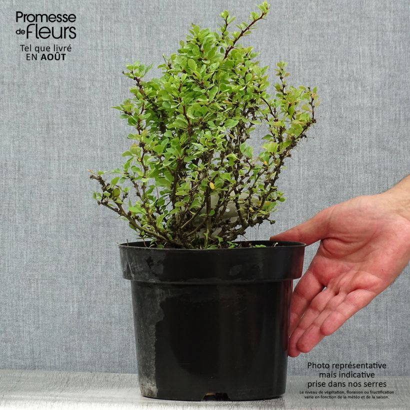Esimerkki kesällä toimitetusta Japaninhappomarja Kobold Pot de 2L/3L-taimesta