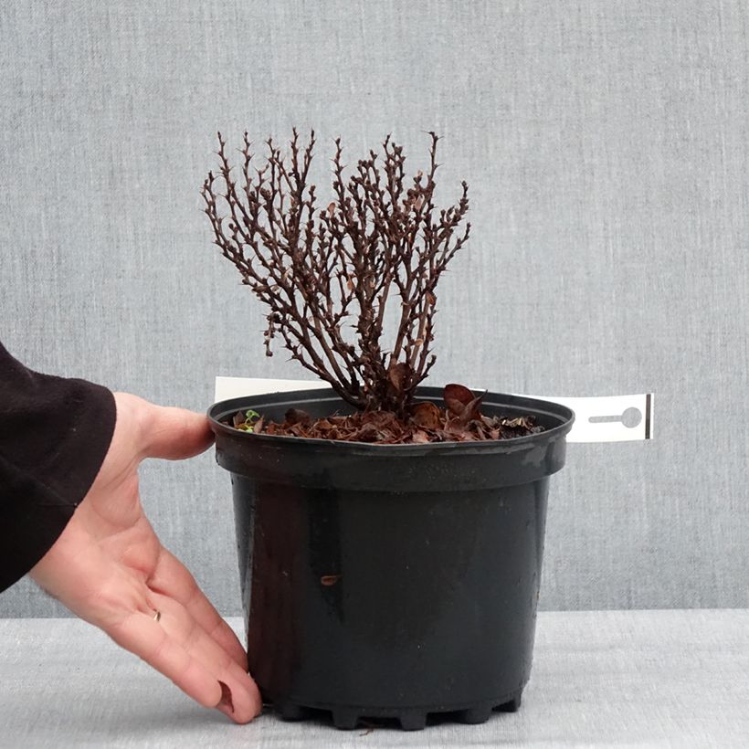 Esimerkki talvella toimitetusta Berberis thunbergii Lutin Rouge -  Epine-vinette naine Pot de 2L/3L-taimesta