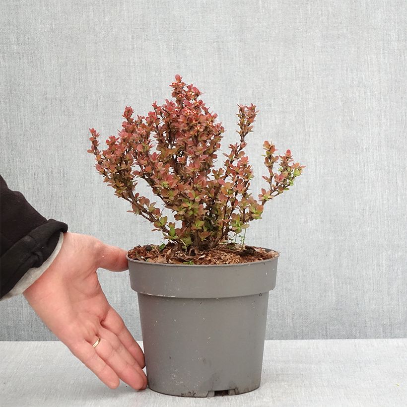 Esimerkki keväällä toimitetusta Japaninhappomarja Lutin Rouge Pot de 2L/3L-taimesta