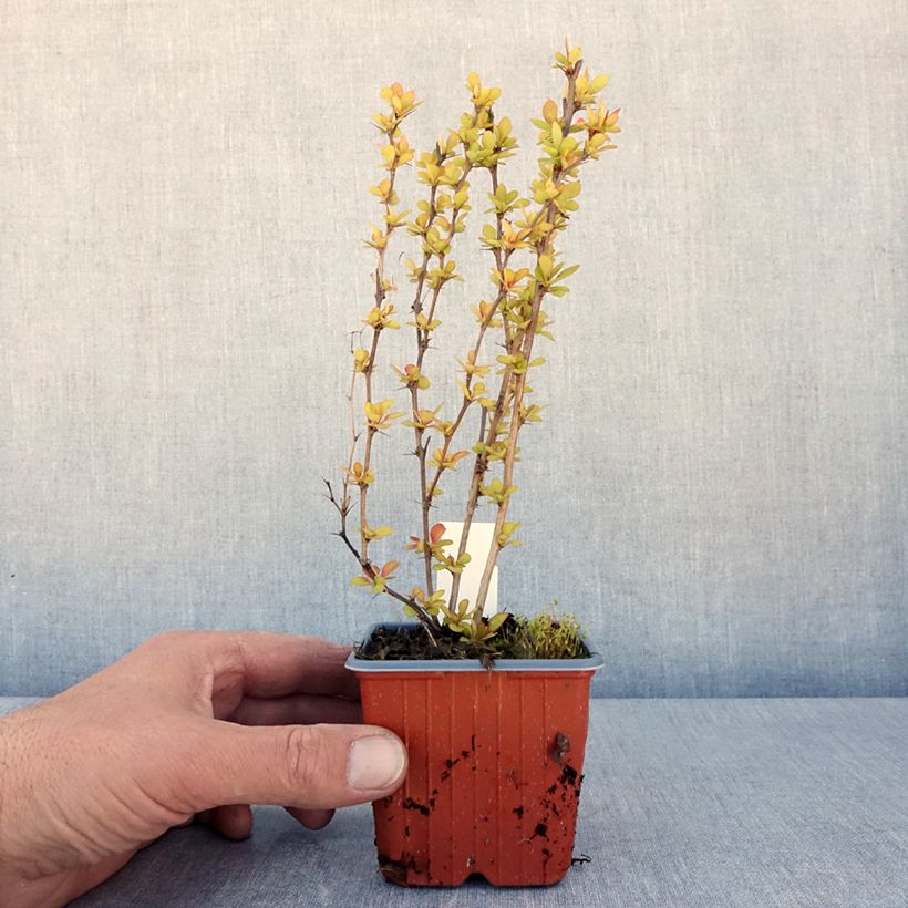 Esimerkki keväällä toimitetusta Japaninhappomarja Maria Taimiruukku 8/9 cm-taimesta