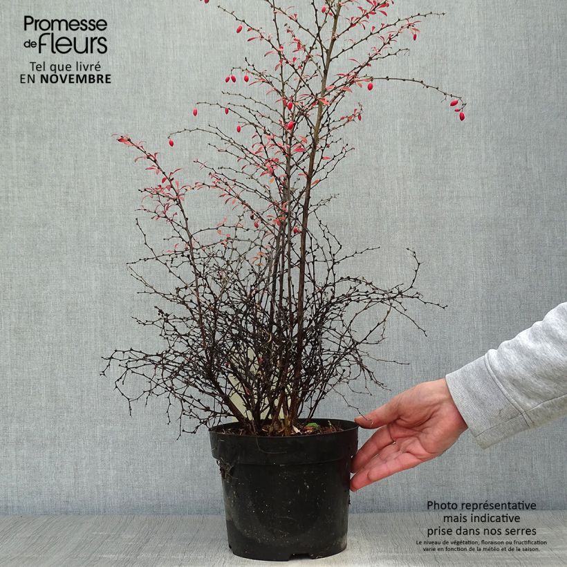 Esimerkki syksyllä toimitetusta Japaninhappomarja Orange Dream 2 litran/3 litran ruukku-taimesta