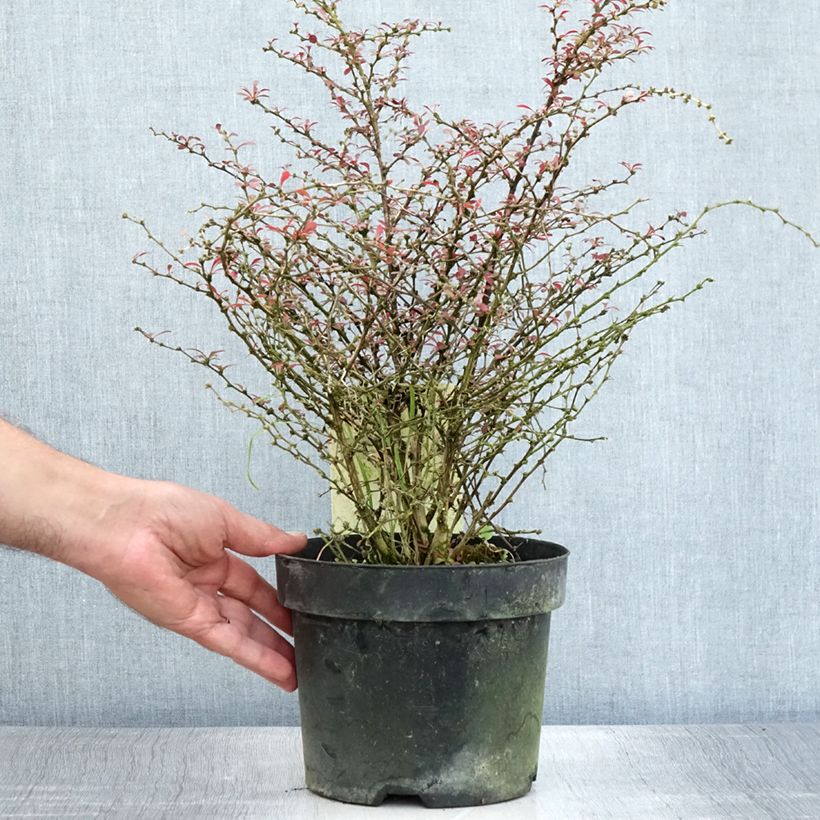 Esimerkki kesällä toimitetusta Japaninhappomarja Orange Dream Pot de 2L/3L-taimesta
