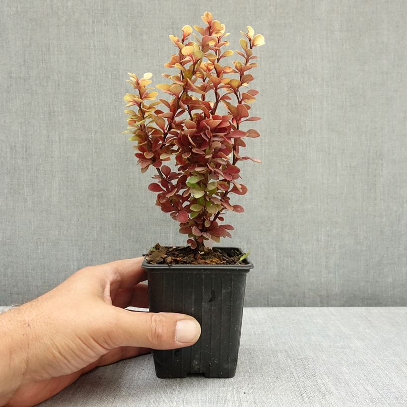 Esimerkki kesällä toimitetusta Japaninhappomarja Orange Torch 8/9 cm taimiruukku-taimesta