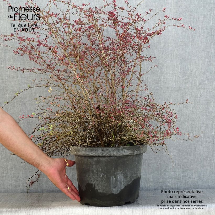Esimerkki kesällä toimitetusta Japaninhappomarja Red Dream Pot de 7,5L/10L-taimesta