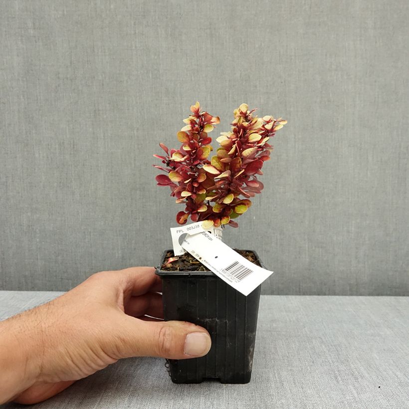 Esimerkki kesällä toimitetusta Japaninhappomarja Red Torch 8/9 cm taimiruukku-taimesta