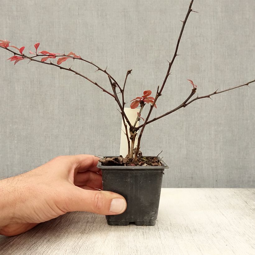 Esimerkki syksyllä toimitetusta Japaninhappomarja Rosy Glow 8/9 cm taimiruukku-taimesta