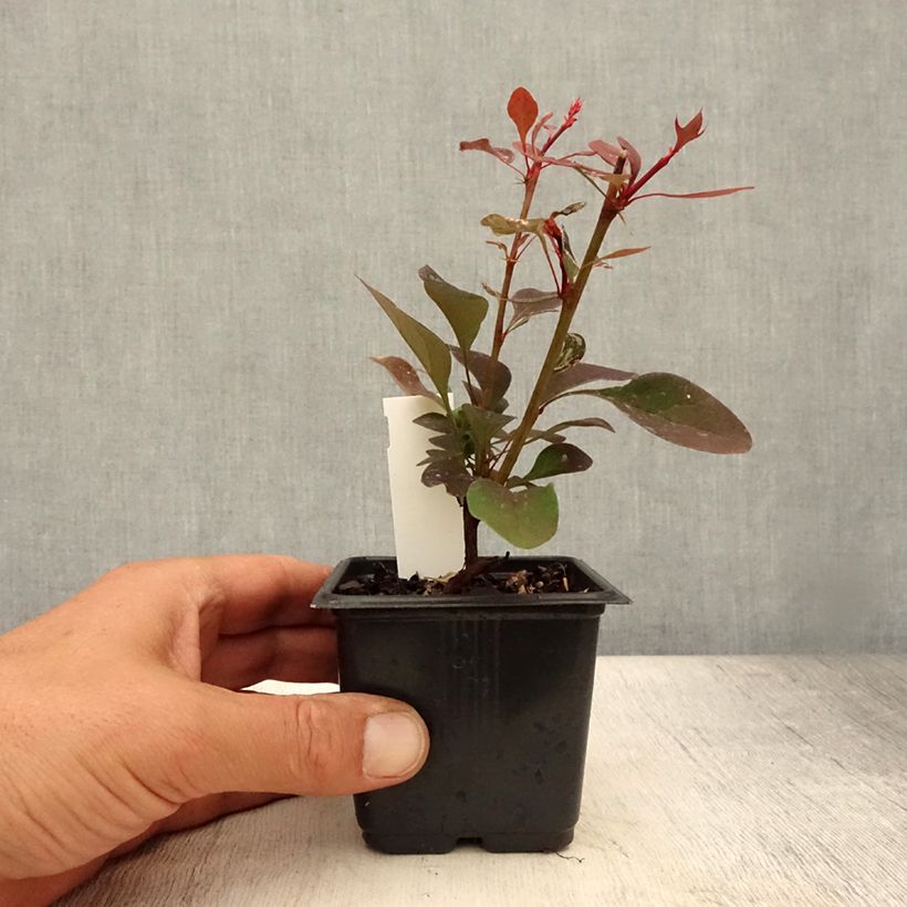 Esimerkki kesällä toimitetusta Japaninhappomarja Rosy Glow Godet de 8/9 cm-taimesta