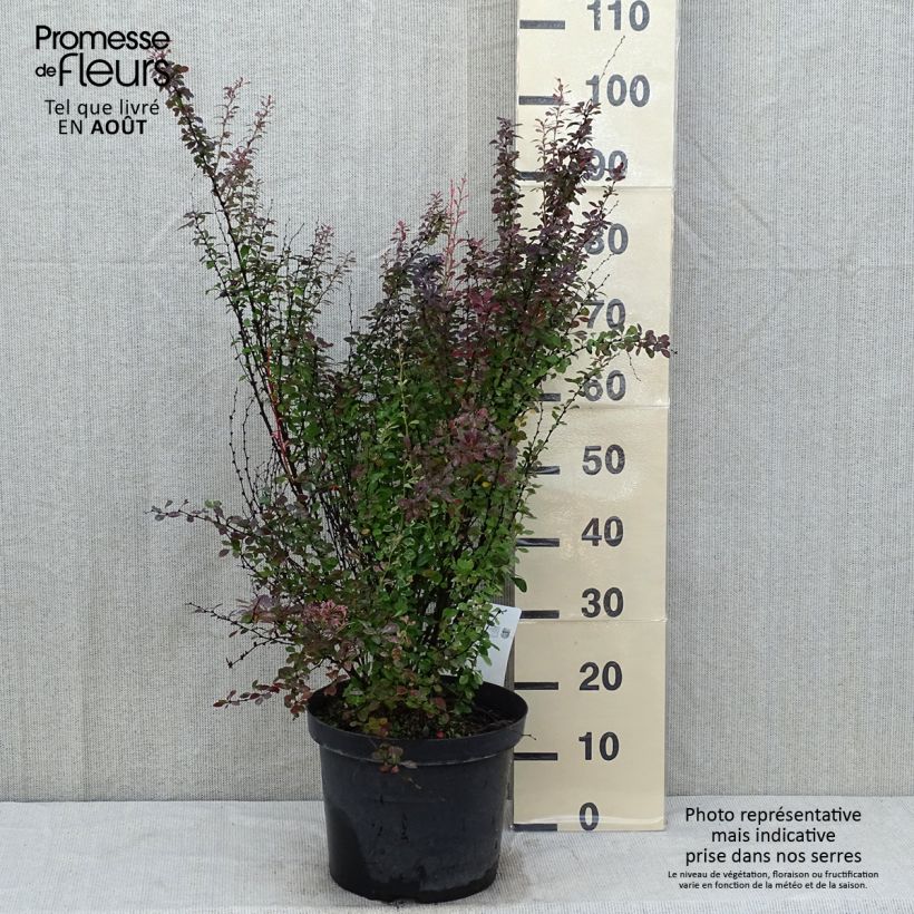 Esimerkki kesällä toimitetusta Japaninhappomarja Rosy Rocket Pot de 7,5L/10L-taimesta