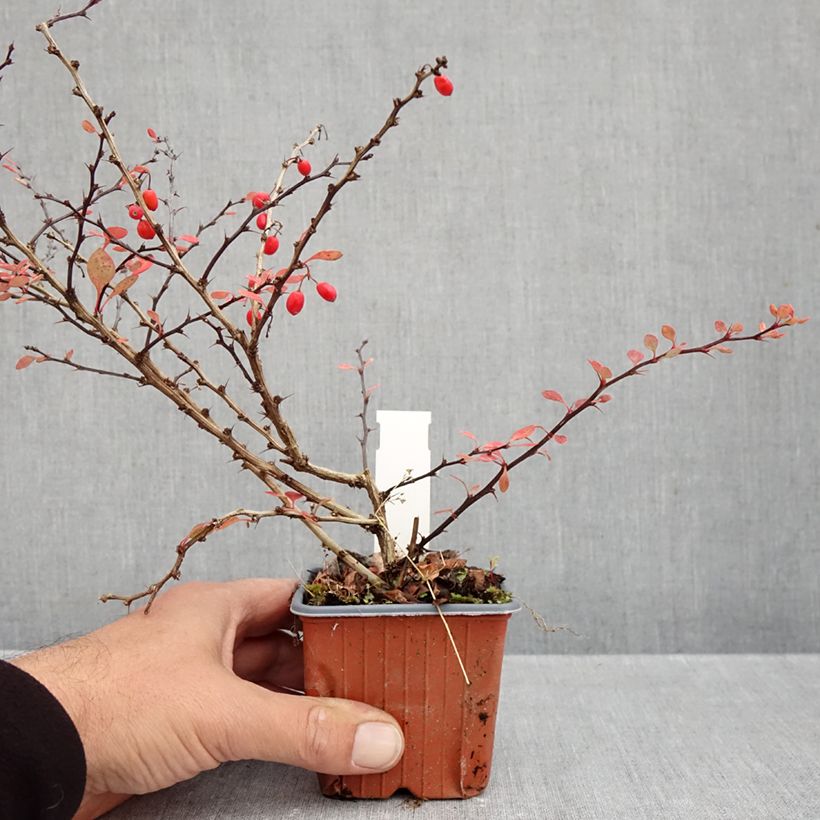 Esimerkki syksyllä toimitetusta Japaninhappomarja Silver Beauty 8/9 cm taimiruukku-taimesta