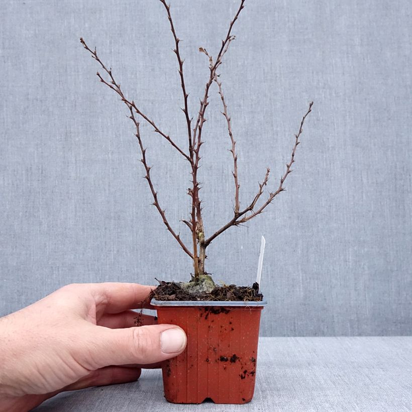 Esimerkki talvella toimitetusta Berberis thunbergii Silver Beauty - Epine-vinette Godet de 8/9 cm-taimesta