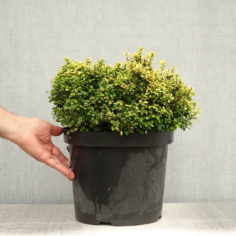 Esimerkki kesällä toimitetusta Japaninhappomarja Tiny Gold Pot de 7,5L/10L-taimesta