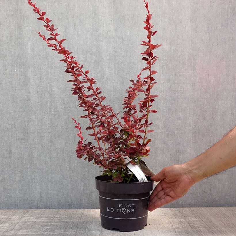 Esimerkki kesällä toimitetusta Japaninhappomarja Toscana Pot de 2L/3L-taimesta
