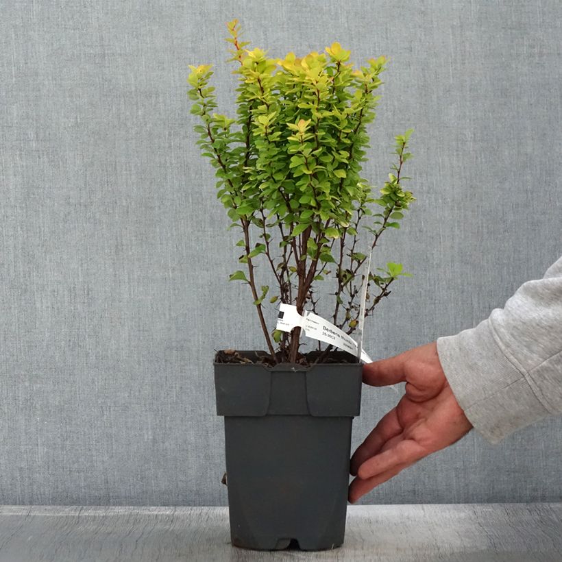 Esimerkki syksyllä toimitetusta Berberis thunbergii Yellow Tower - Epine-vinette Pot de 2L/3L-taimesta