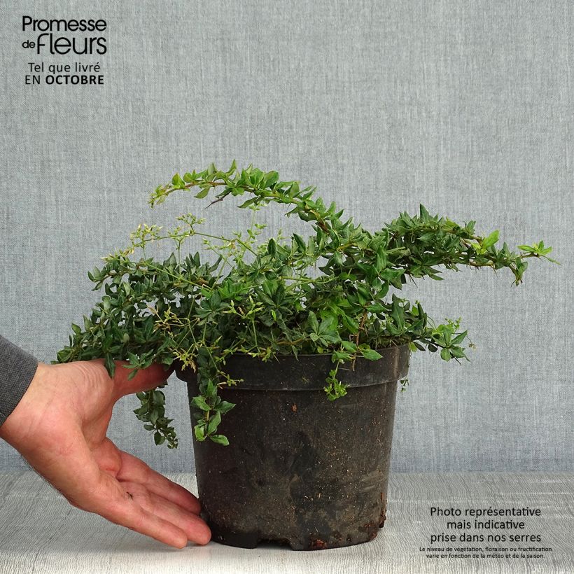 Esimerkki syksyllä toimitetusta Välkehappomarja - Berberis verrucosa 2 litran/3 litran ruukku-taimesta