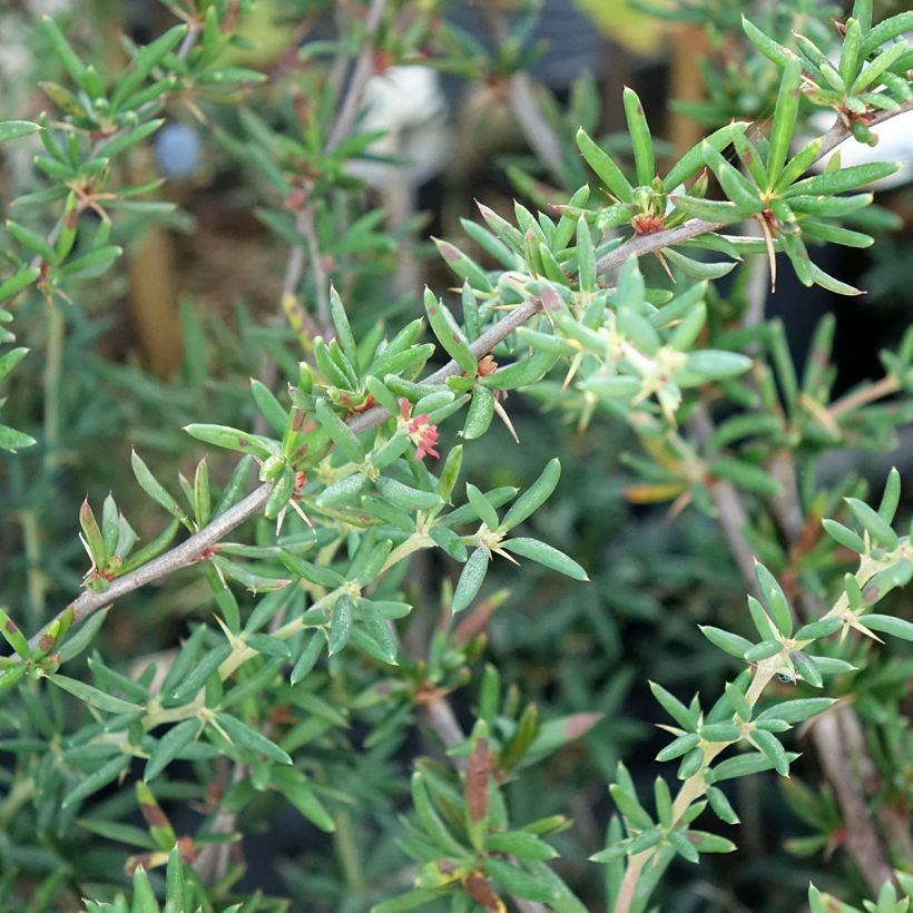Happomarja - Berberis x stenophylla (Lehvistö)