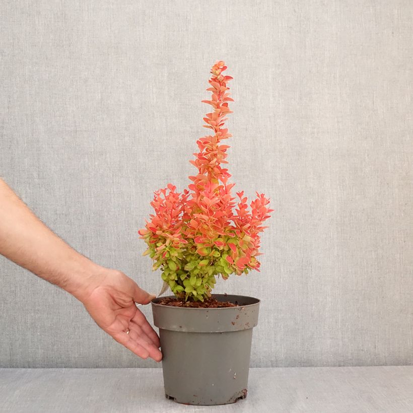 Esimerkki kesällä toimitetusta Japaninhappomarja Orange Ice Pot de 2L/3L-taimesta