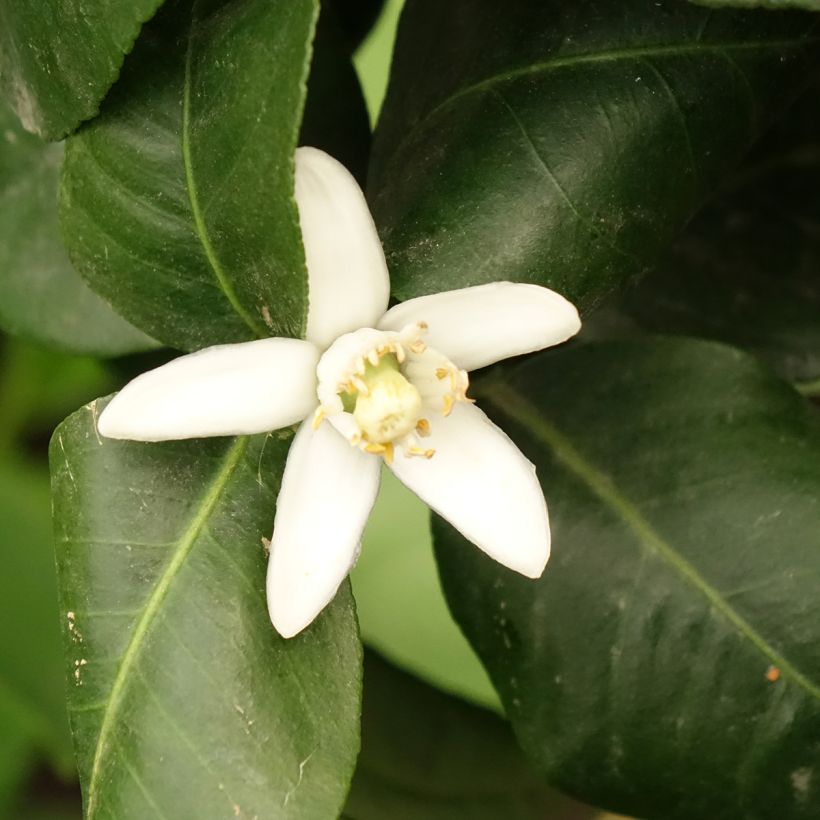 Bergamotti - Citrus bergamia (Kukinta)