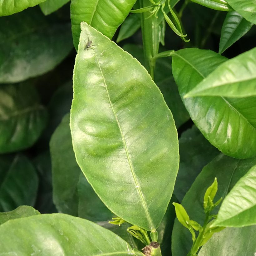 Bergamotti - Citrus bergamia (Lehvistö)