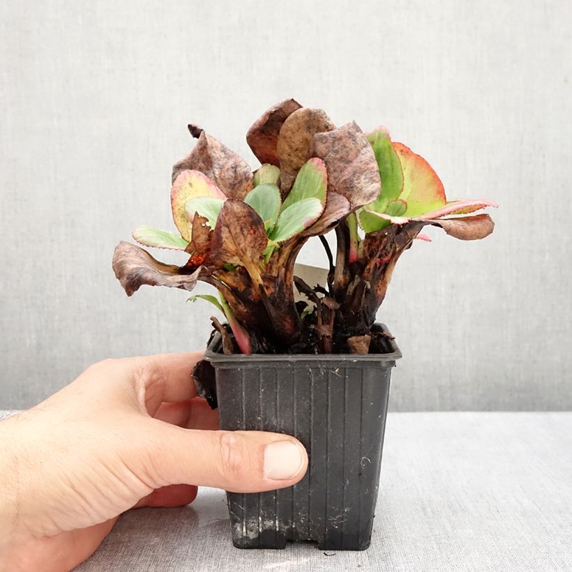 Esimerkki syksyllä toimitetusta Vuorenkilpi Bach 8/9 cm taimiruukku-taimesta