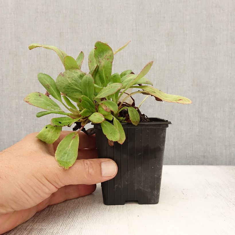 Esimerkki kesällä toimitetusta Vuorenkilpi Bach Godet de 8/9 cm-taimesta