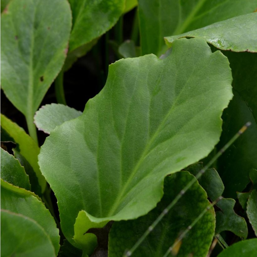 Herttavuorenkilpi - Bergenia cordifolia (Lehvistö)