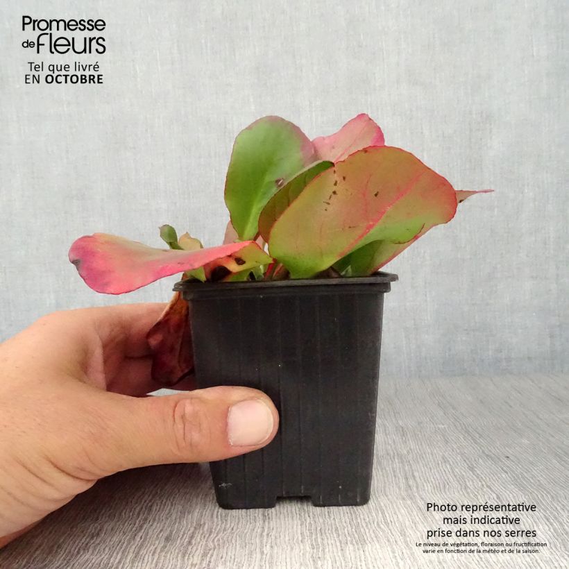 Esimerkki syksyllä toimitetusta Herttavuorenkilpi Eroïca 8/9 cm taimiruukku-taimesta