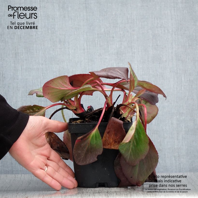 Esimerkki syksyllä toimitetusta Herttavuorenkilpi - Bergenia cordifolia 2 litran/3 litran ruukku-taimesta
