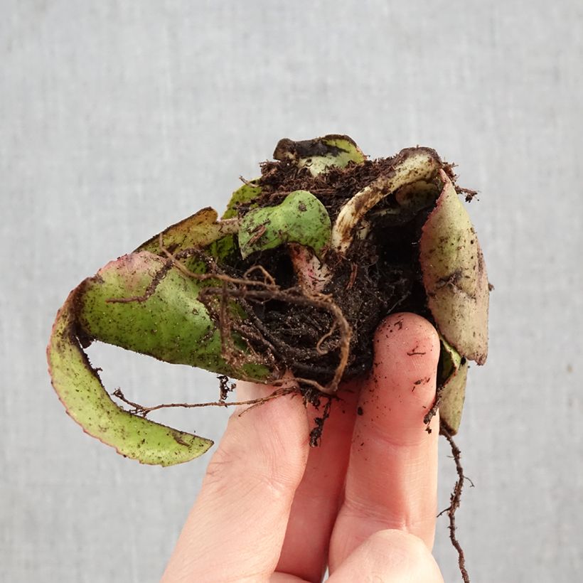 Esimerkki talvella toimitetusta Herttavuorenkilpi - Bergenia cordifolia Paljasjuurinen-taimesta
