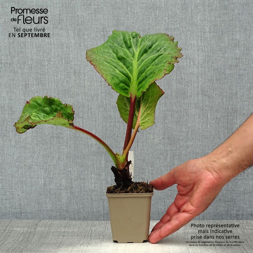 Esimerkki kesällä toimitetusta Vuorenkilpi Eden's Magic Giant Taimiruukku 8/9 cm-taimesta