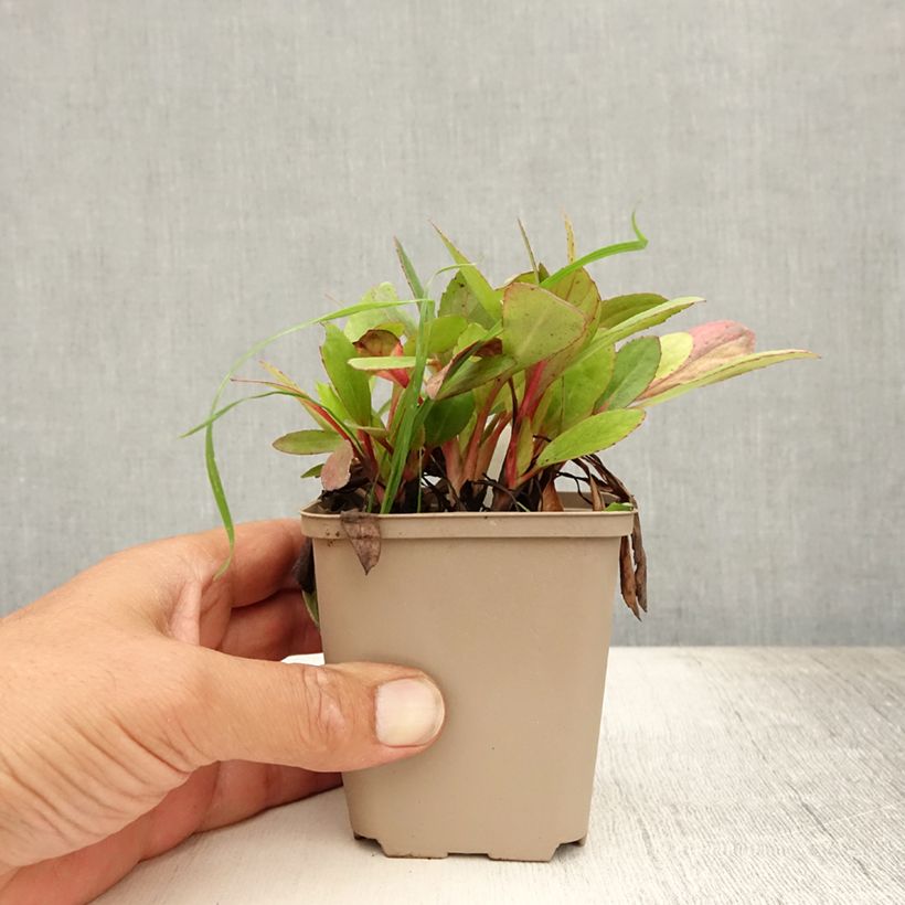 Esimerkki kesällä toimitetusta Vuorenkilpi Flirt Godet de 8/9 cm-taimesta