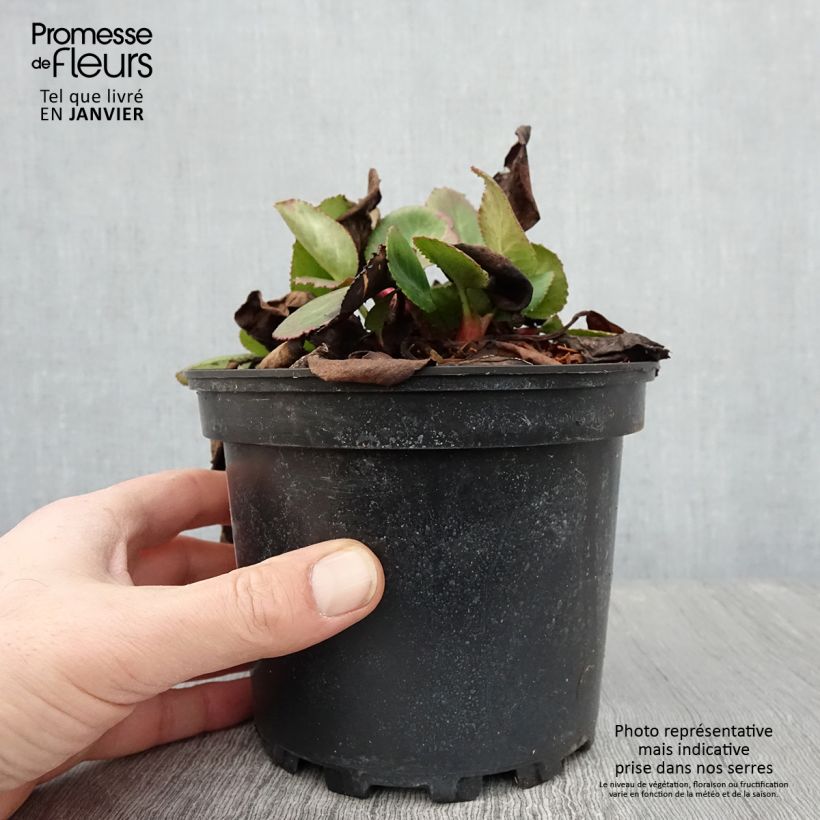 Esimerkki talvella toimitetusta Bergenia hybride Harzkristall Pot de 2L/3L-taimesta