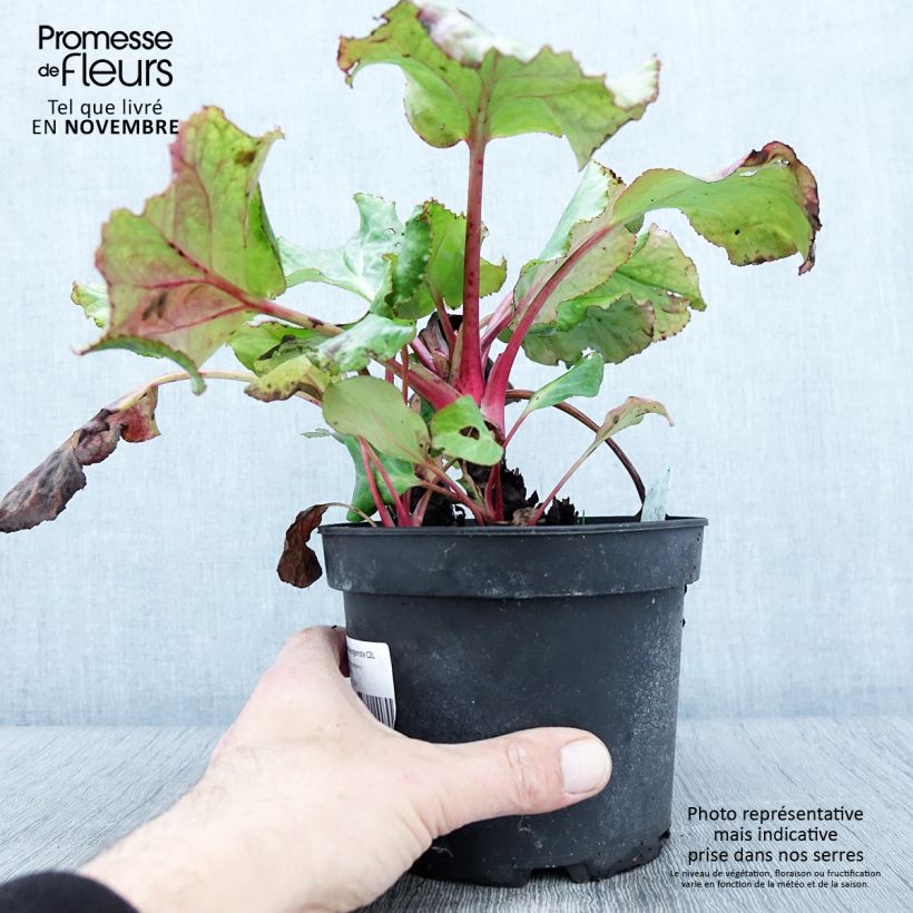 Esimerkki syksyllä toimitetusta Bergenia Morgenrote - Plante des savetiers Pot de 2L/3L-taimesta