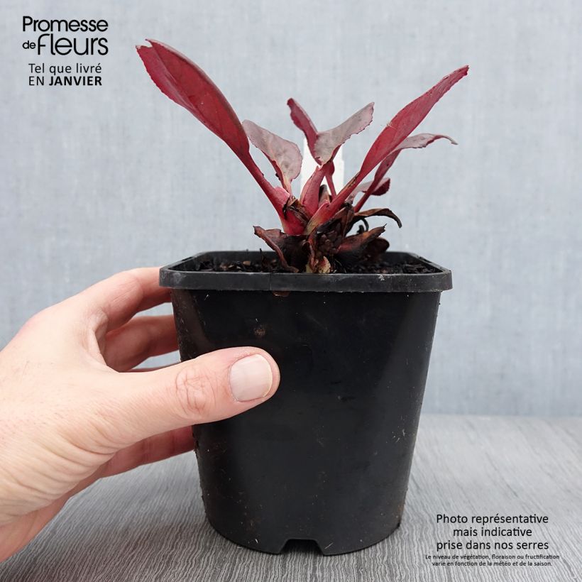 Esimerkki talvella toimitetusta Bergenia Ouvertüre Pot de 1,5L/2L-taimesta