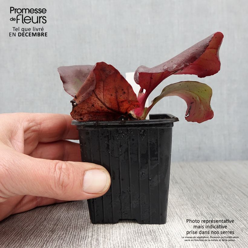 Esimerkki syksyllä toimitetusta Purppuravuorenkilpi - Bergenia purpurascens 8/9 cm taimiruukku-taimesta
