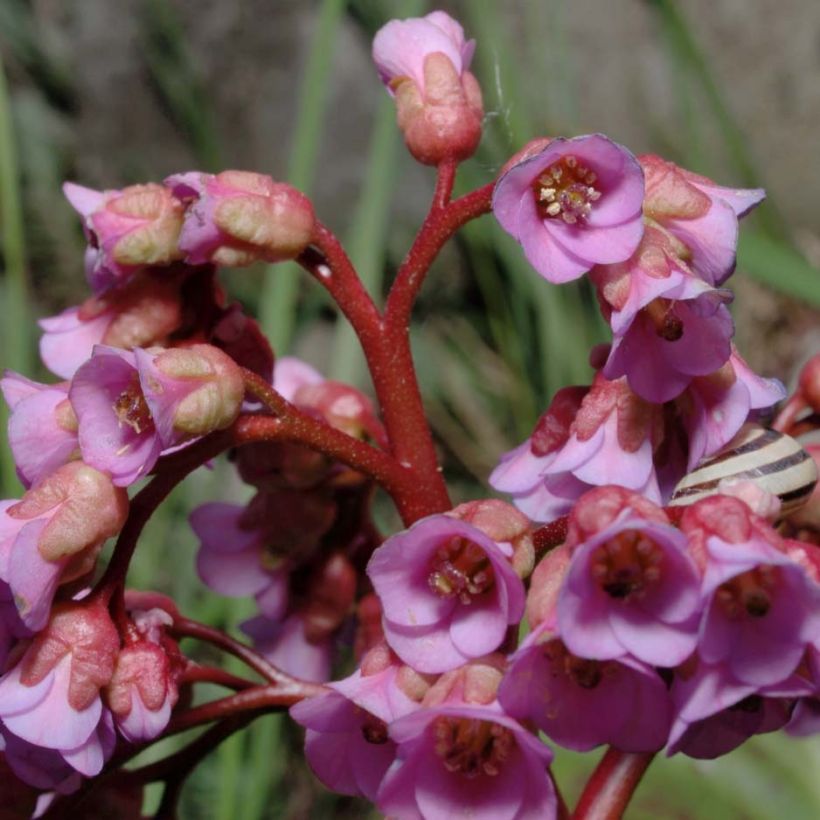Vuorenkilpi - Bergenia x schmidtii (Kukinta)