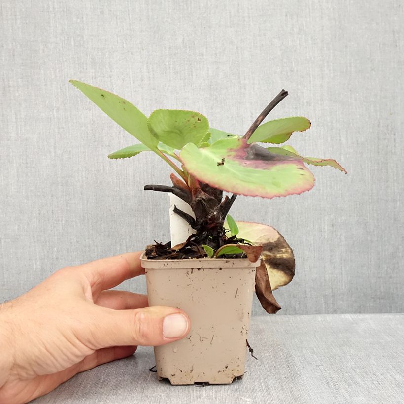 Esimerkki syksyllä toimitetusta Vuorenkilpi - Bergenia x schmidtii 8/9 cm taimiruukku-taimesta