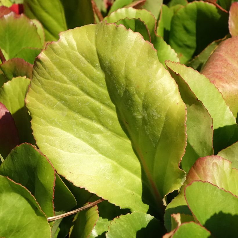 Vuorenkilpi Winterglut (Lehvistö)
