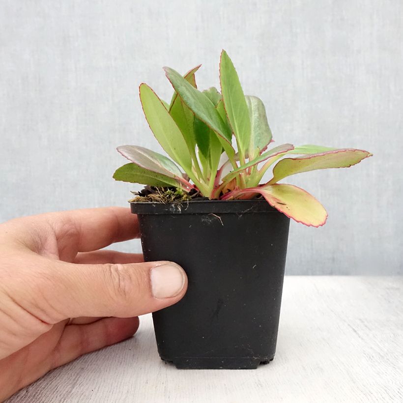 Esimerkki kesällä toimitetusta Vuorenkilpi Wintermarchen Godet de 8/9 cm-taimesta