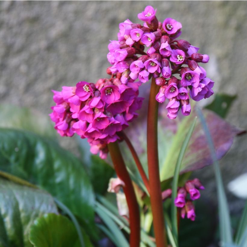 Purppuravuorenkilpi - Bergenia purpurascens (Kukinta)