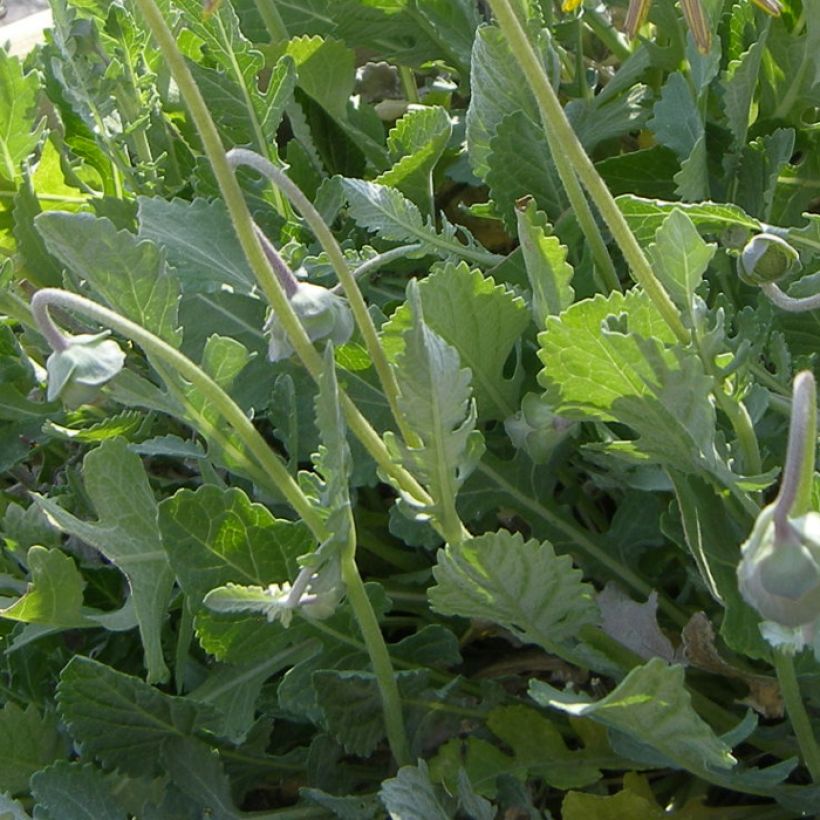 Berliandiera lyrata (Lehvistö)